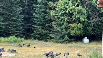 Un ambiente naturale all'aperto con un gruppo di uccelli, forse tacchini, in una zona erbosa con alberi sullo sfondo.