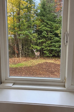 A window with a view of a forest and a deer standing on the ground. - 2BR Mercer Trailside Retreat near Turtle Flambeau with WiFi, kitchen & deck (Mercer)