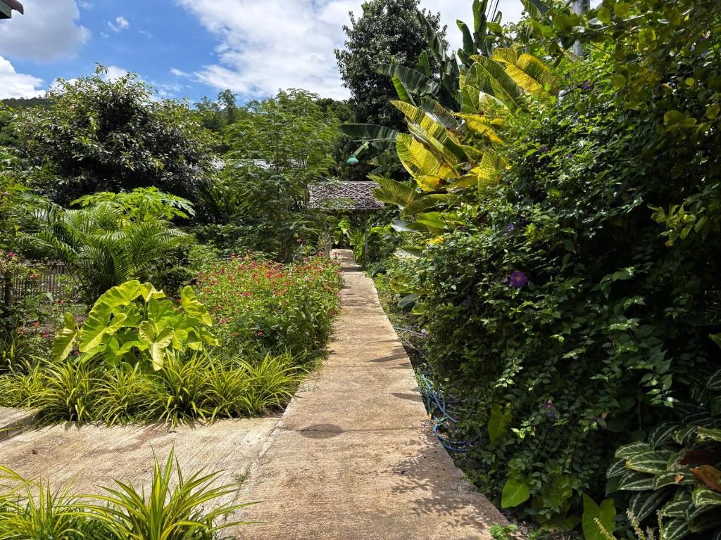 A garden pathway leading to a structure with a thatched roof.