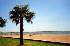 A beach with a palm tree and a clear sky. - Holiday home in Gruissan with swimming pool (Gruissan)