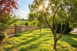 Un pati amb gespa, una tanca de fusta i un arbre.
