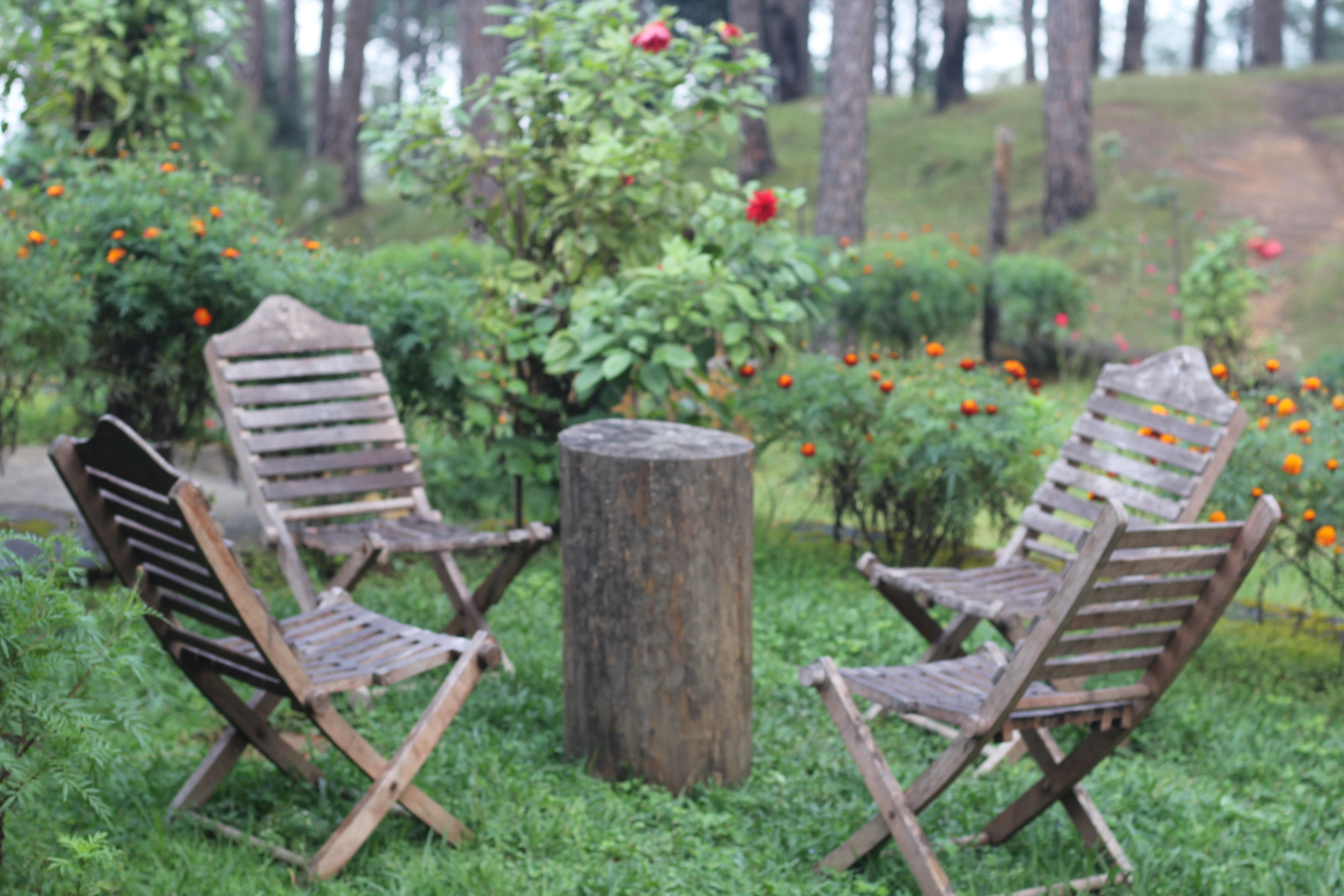 Two wooden chairs with a central wooden stump, surrounded by greenery and orange flowers.