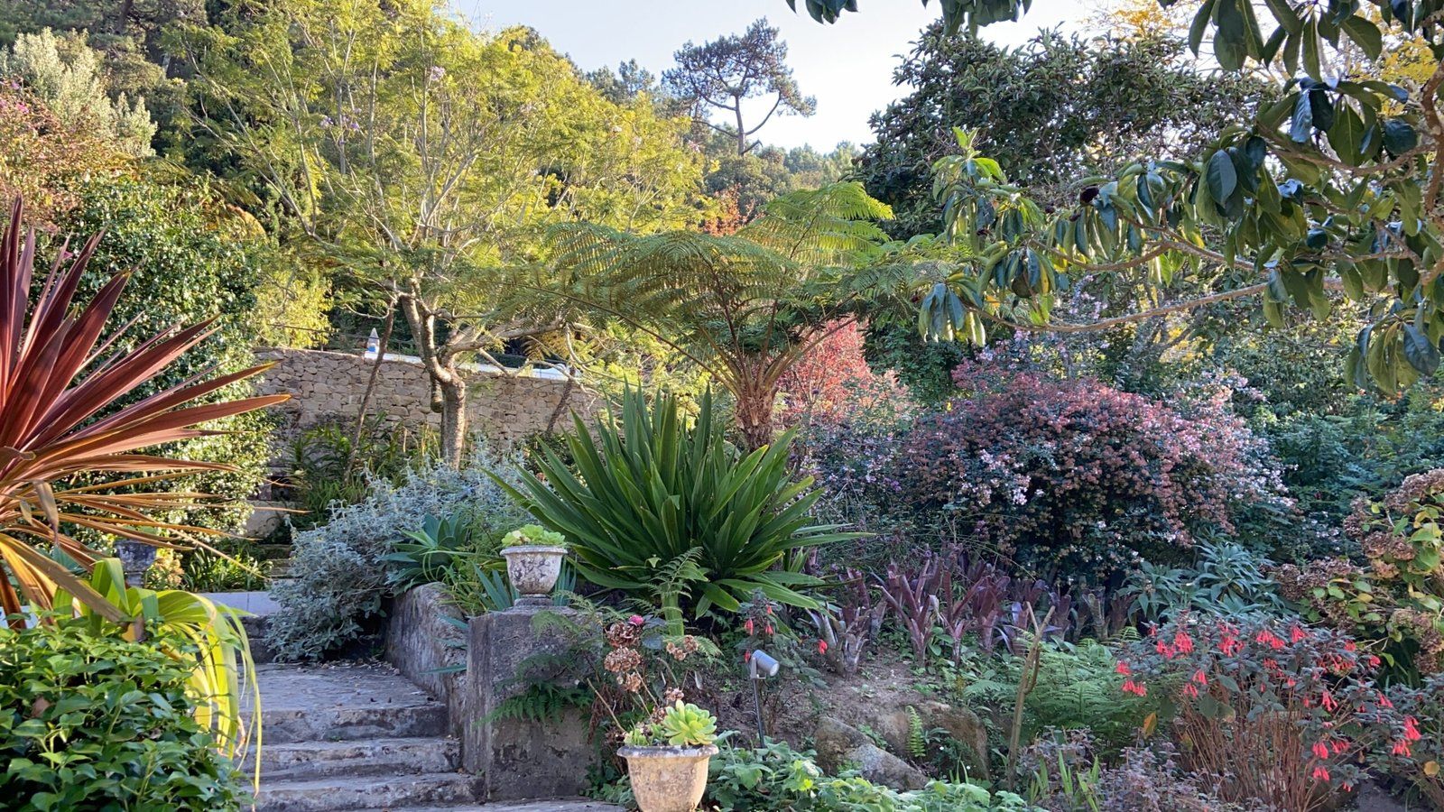 Un jardin avec différentes espèces de plantes et un escalier en pierre.