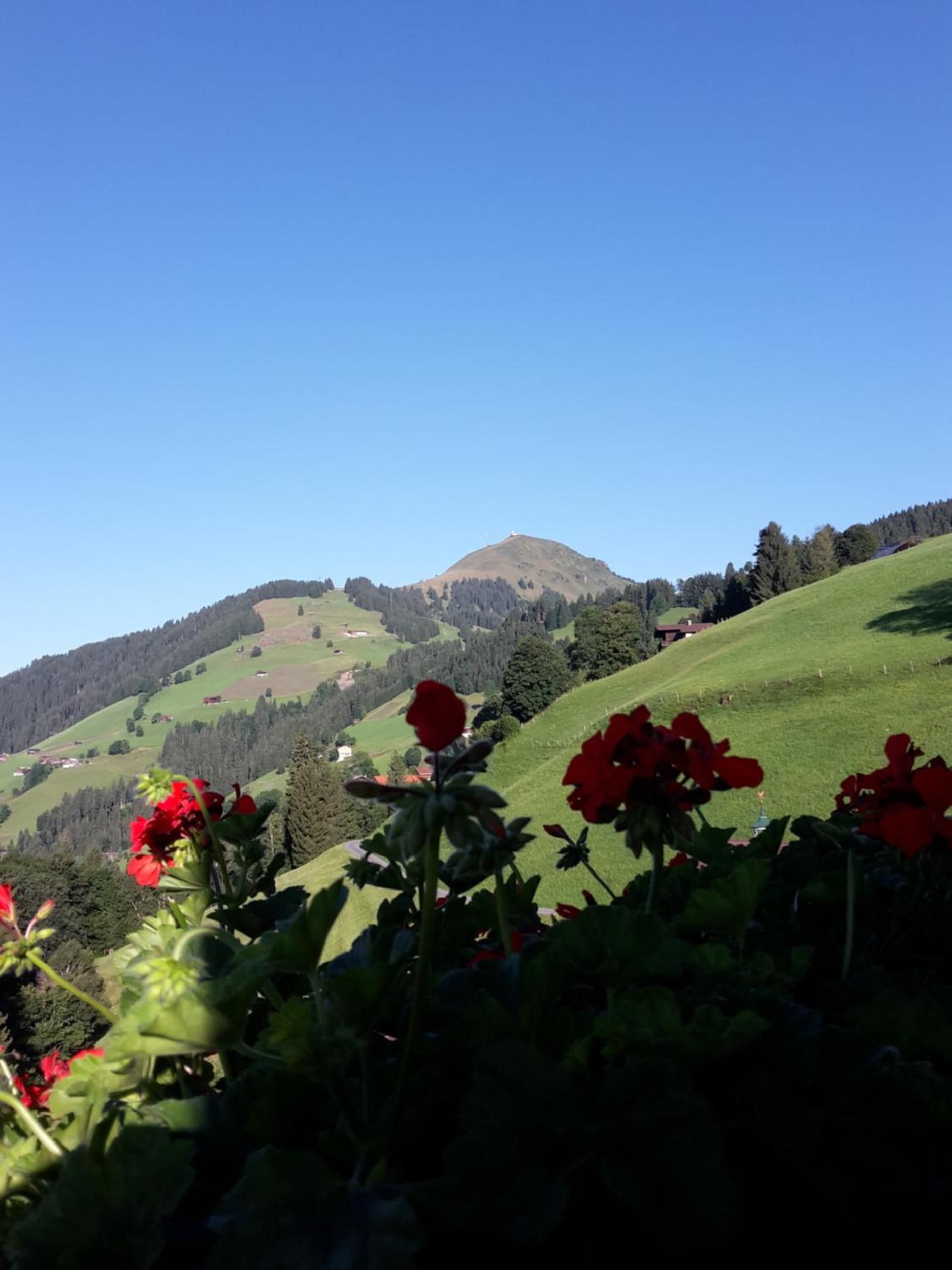 Paisatge amb un turó, camps verds i flors vermelles al primer pla.