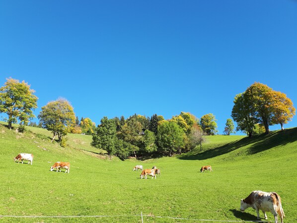 Un campo cubierto de hierba con vacas pastando y árboles al fondo.