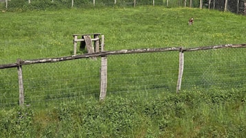 A fenced grassy area with a wooden bench and a small structure, possibly a shed or storage.