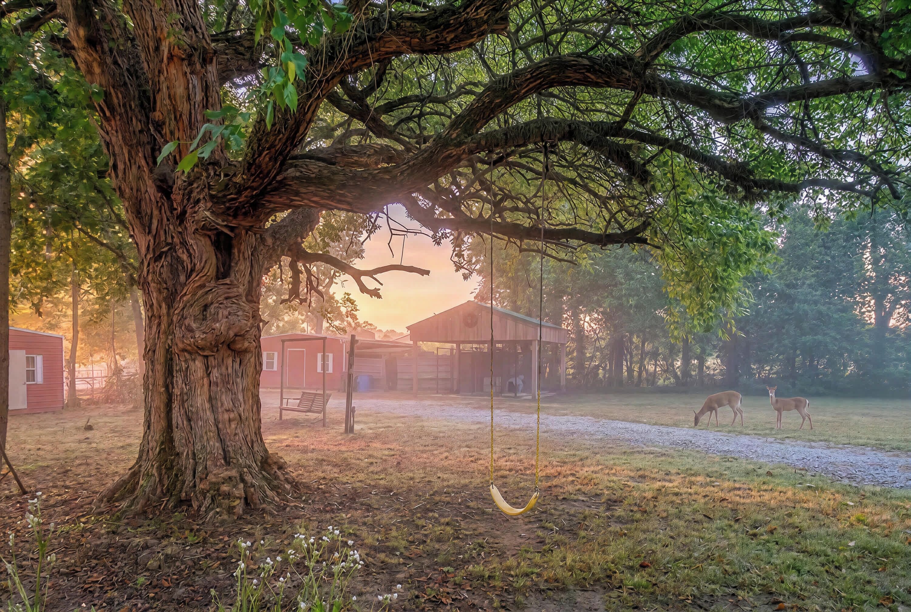 A rustic barn with a swing set under a large tree.