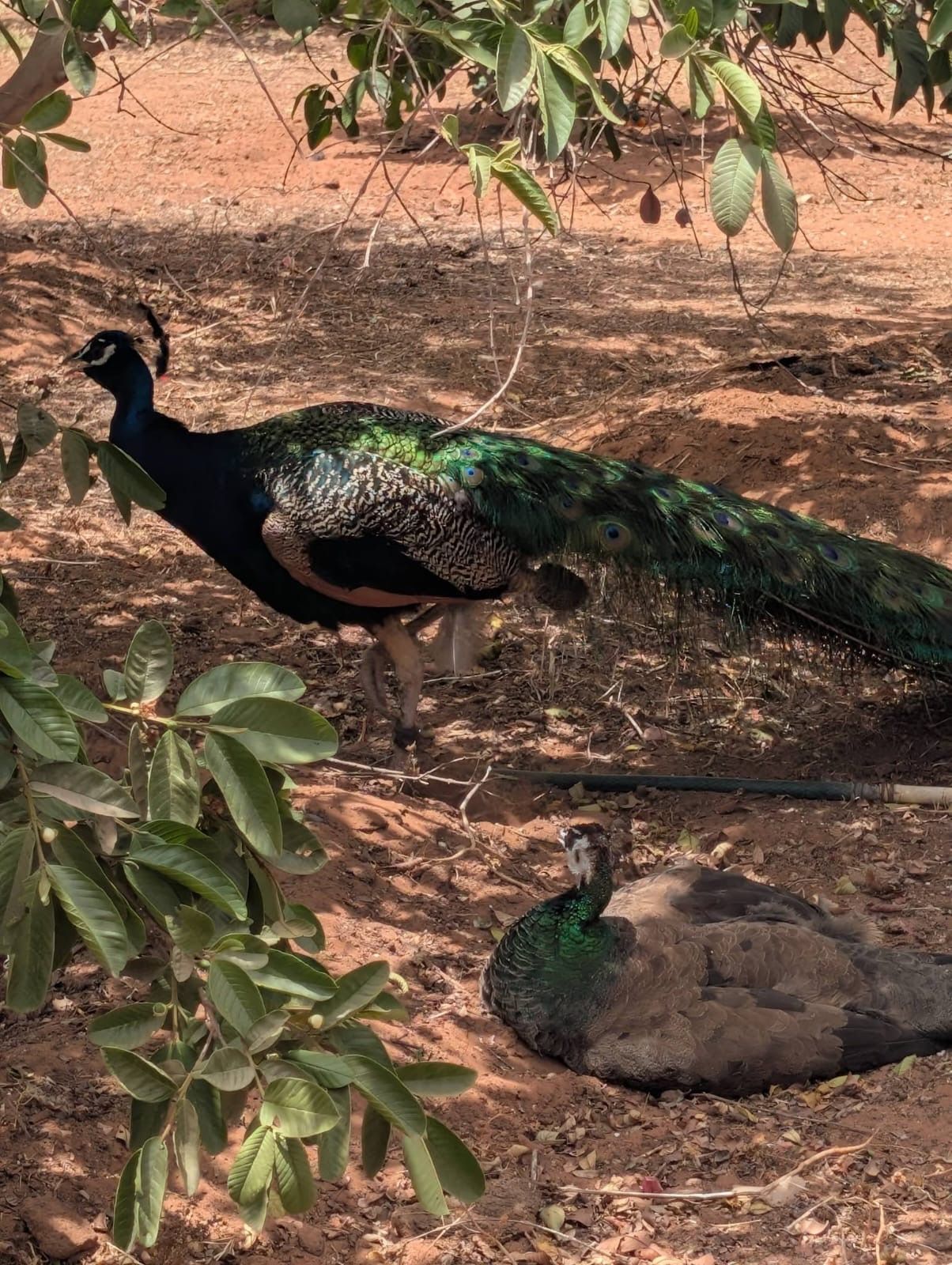 A peacock standing on the ground with a tree in the foreground.