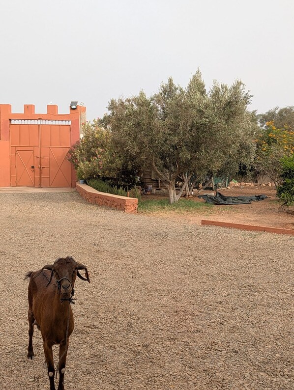 A goat in a gravel enclosure with a wooden fence and a building in the background. - Vrbo Property (Lagfifat)