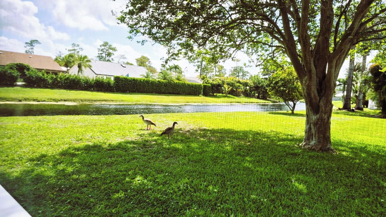 A grassy area with a pond and a large tree.