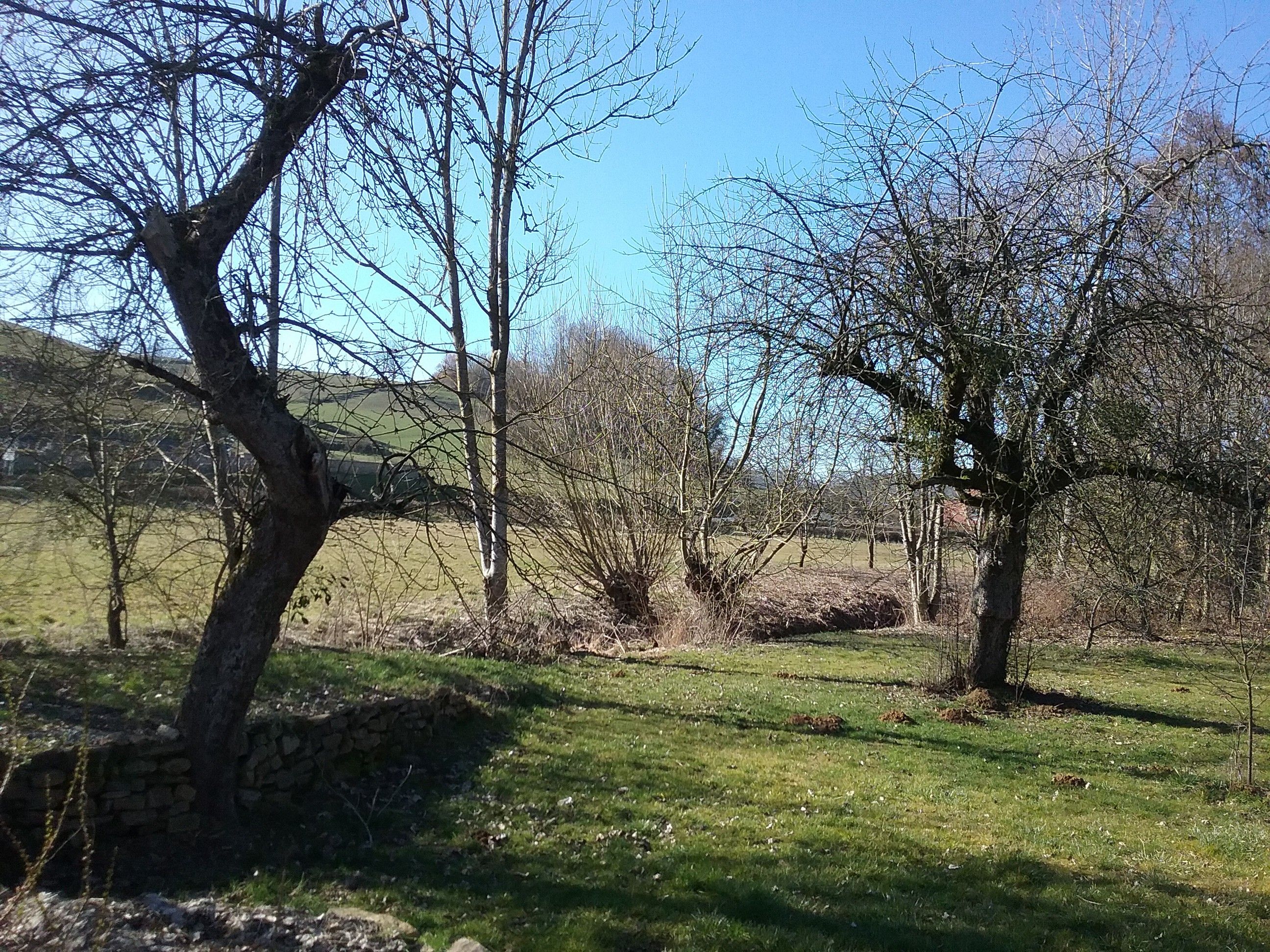 Een landelijk landschap met bomen en een stenen muur.