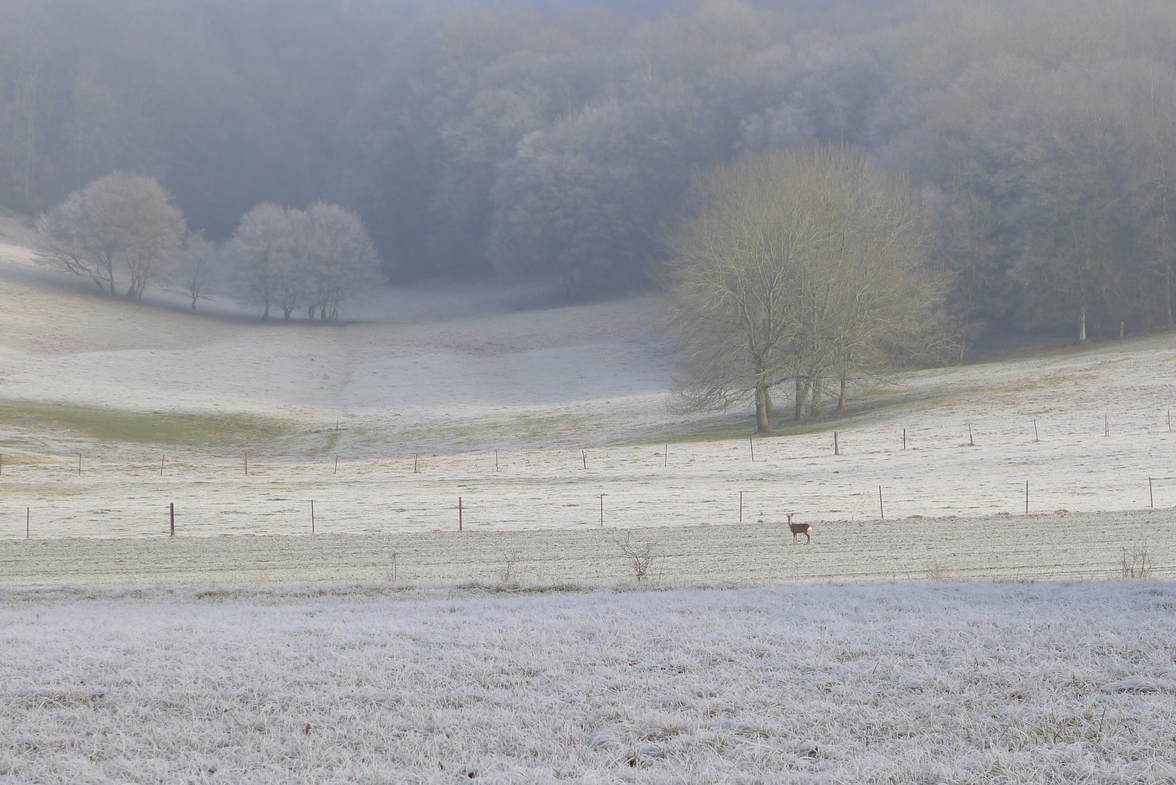 A snow-covered field with a fence and a few trees.