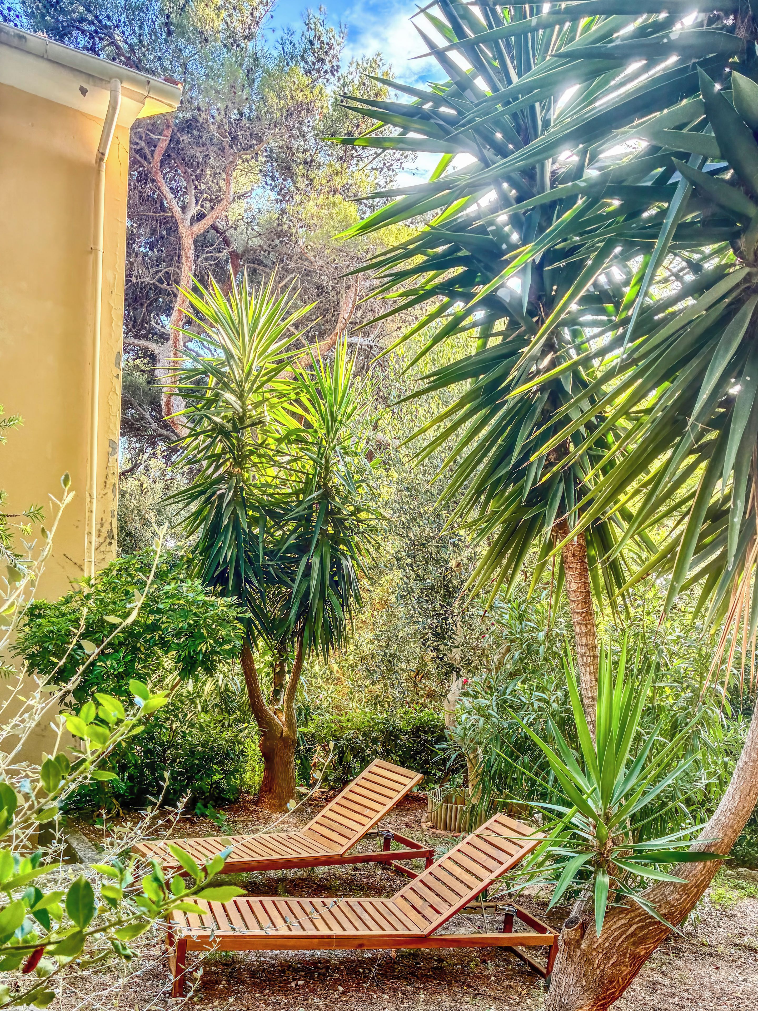 Un jardin avec des fauteuils de relaxation en bois, un mur jaune et différentes plantes vertes.