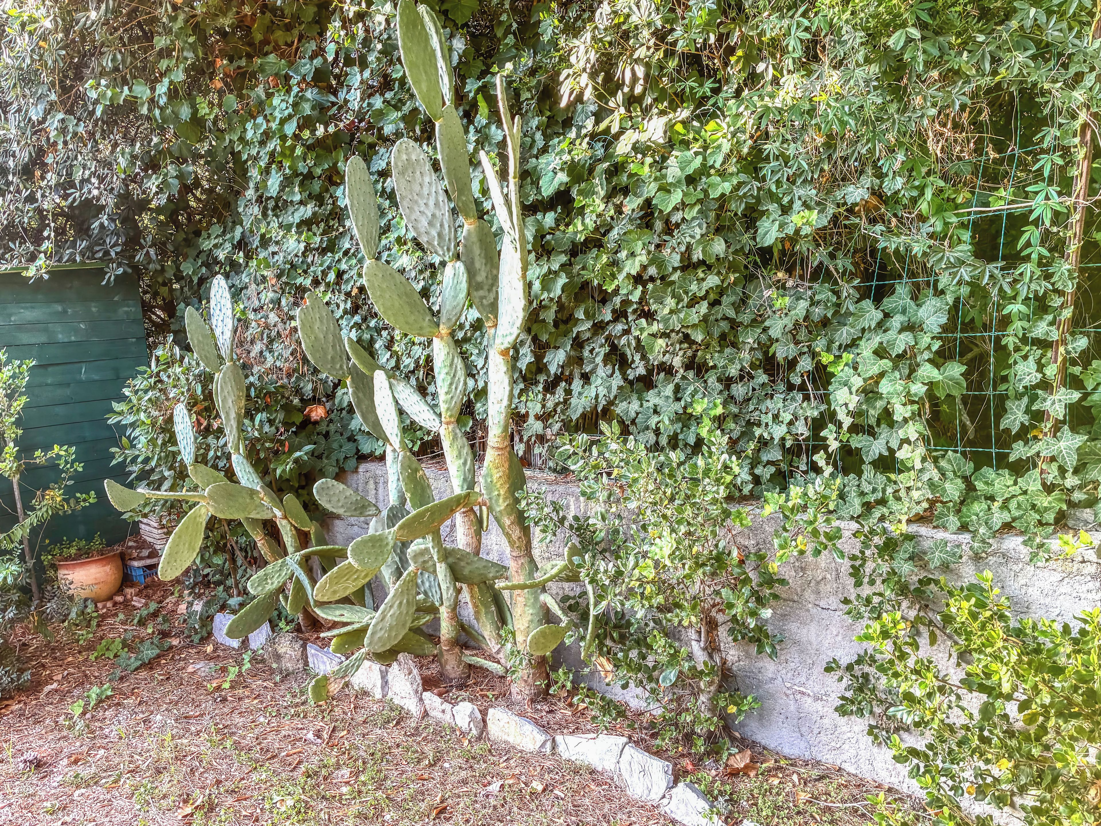 A cactus plant with a dense green ivy background, a stone wall, and a small body of water.
