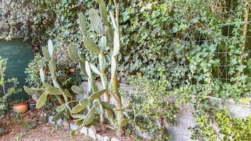 A cactus plant with a dense green ivy background, a stone wall, and a small body of water.