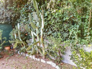 Una planta de cactus con un denso fondo de hiedra verde, un muro de piedra y una pequeña masa de agua.