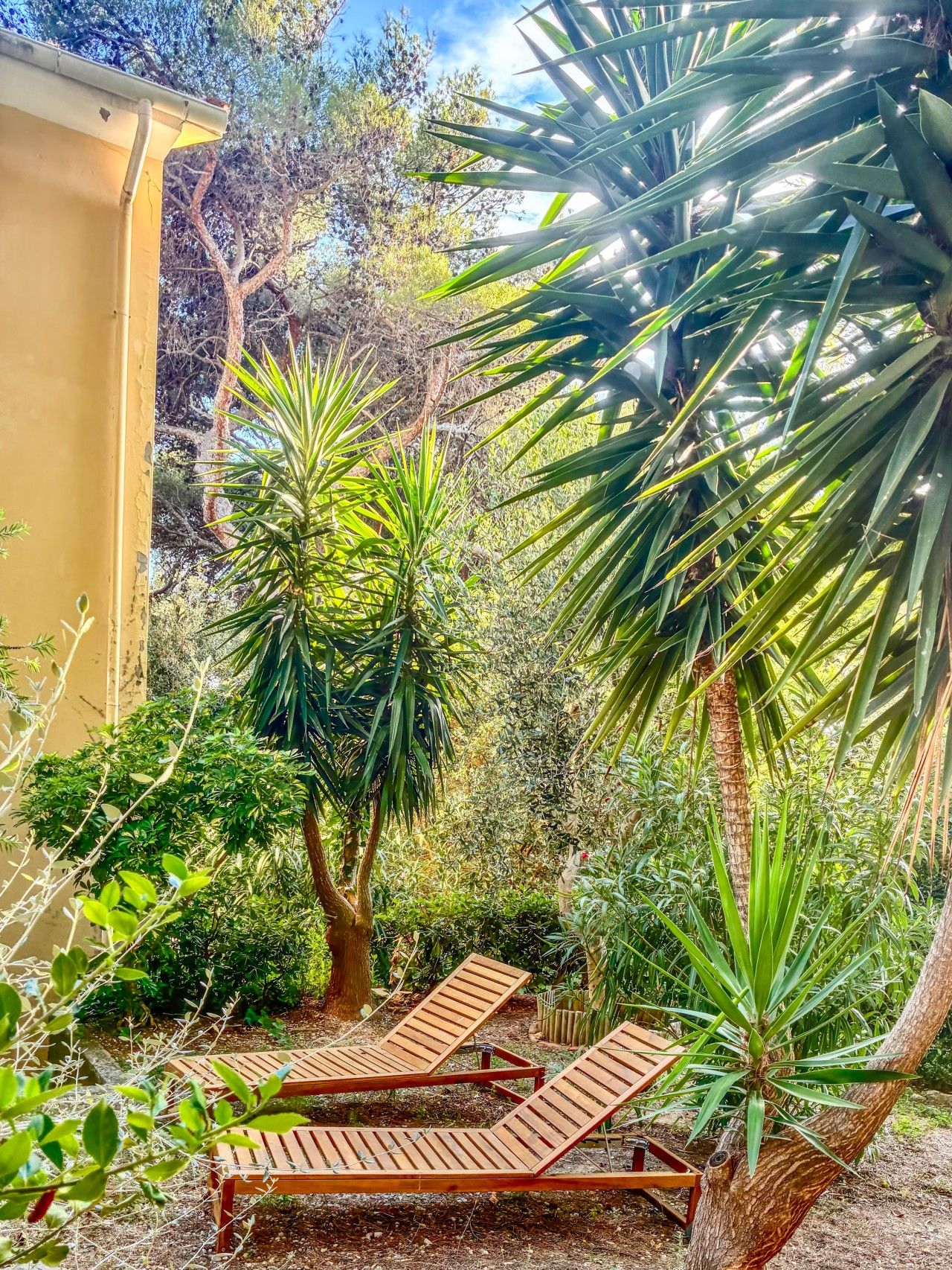 A garden with two wooden lounge chairs, a variety of plants including a palm tree, and a yellow wall.