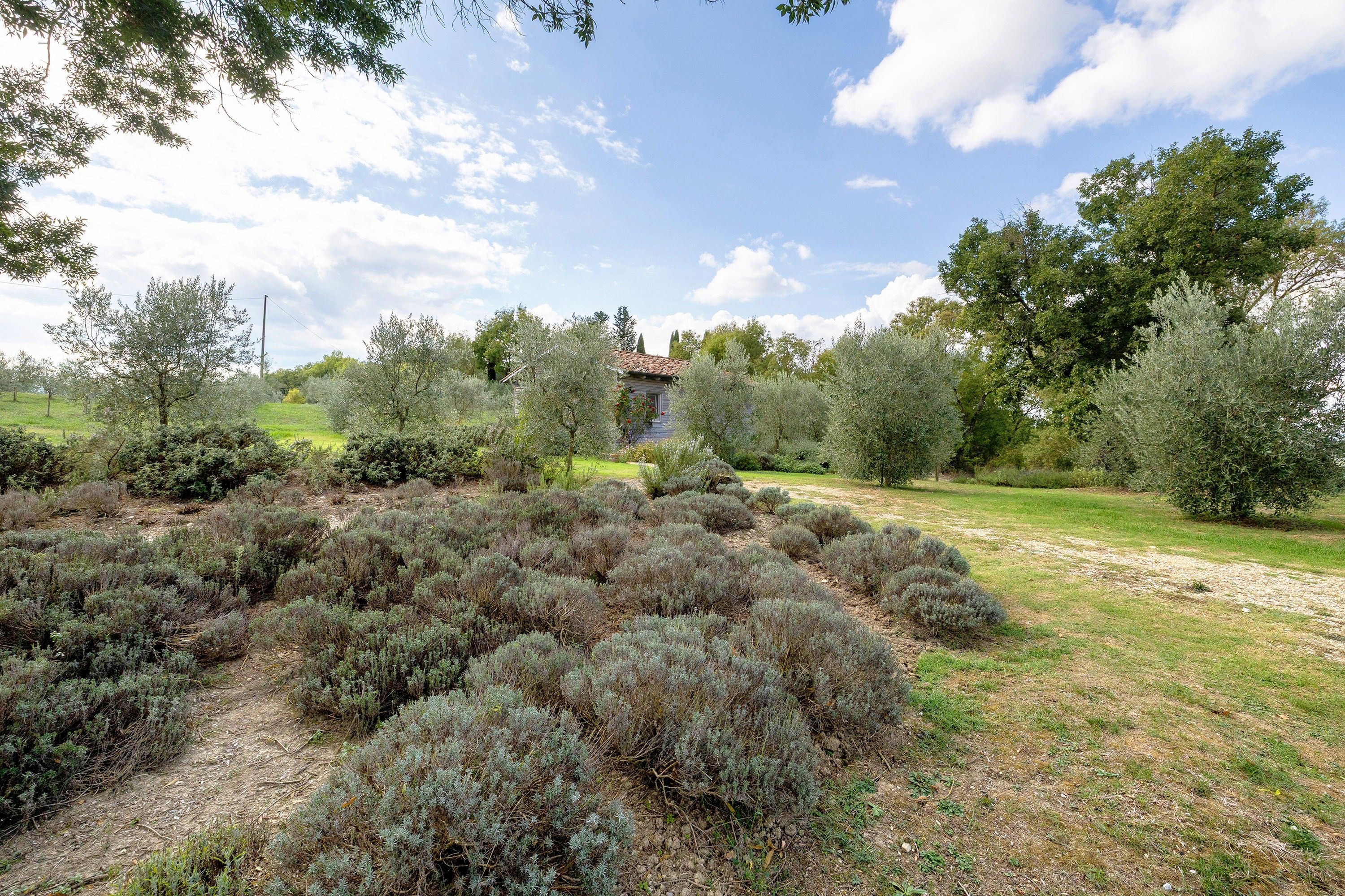 Een tuin met verschillende struiken en bomen, een heldere lucht en een gebouw op de achtergrond.