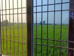 Vista a través de una ventana de celosía metálica de un campo verde, probablemente un arrozal, con árboles y cielo despejado al fondo.