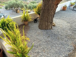 Un giardino pensile con un albero, piante in vaso e un gatto.