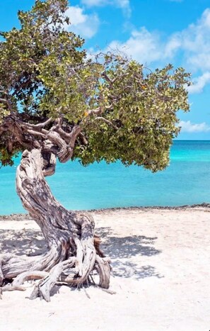 Ein Baum mit verdrehten Wurzeln an einem Sandstrand, im Hintergrund ein klarer, blauer Himmel und das Meer.