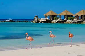 A beach with clear turquoise water, a thatched-roof structure, and flamingos walking on the sand. - Private Patio Retreat • 3 Min to Palm Beach (Noord)