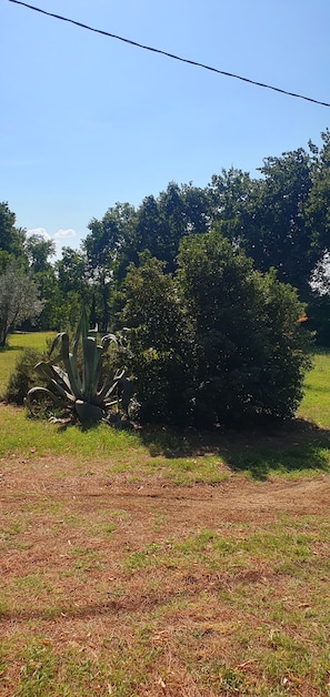 A grassy field with a large agave plant and a dense bush. - Located near the Marmore Falls, Villa Maria welcomes you to the Umbrian hills (Umbria)