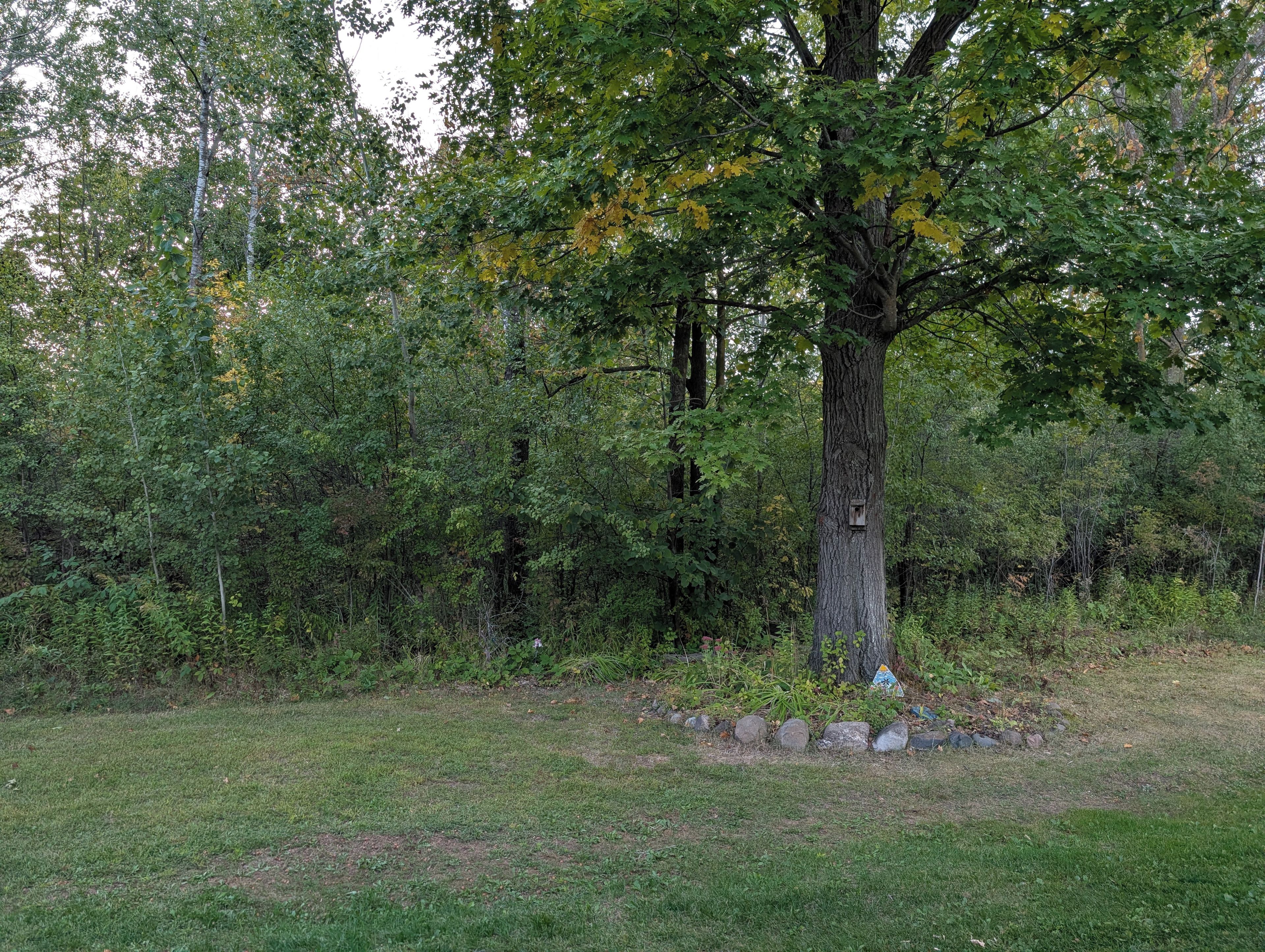 A natural outdoor setting with a grassy area and a tree.