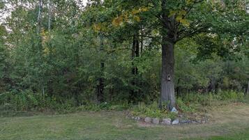 A natural outdoor setting with a grassy area and a tree.