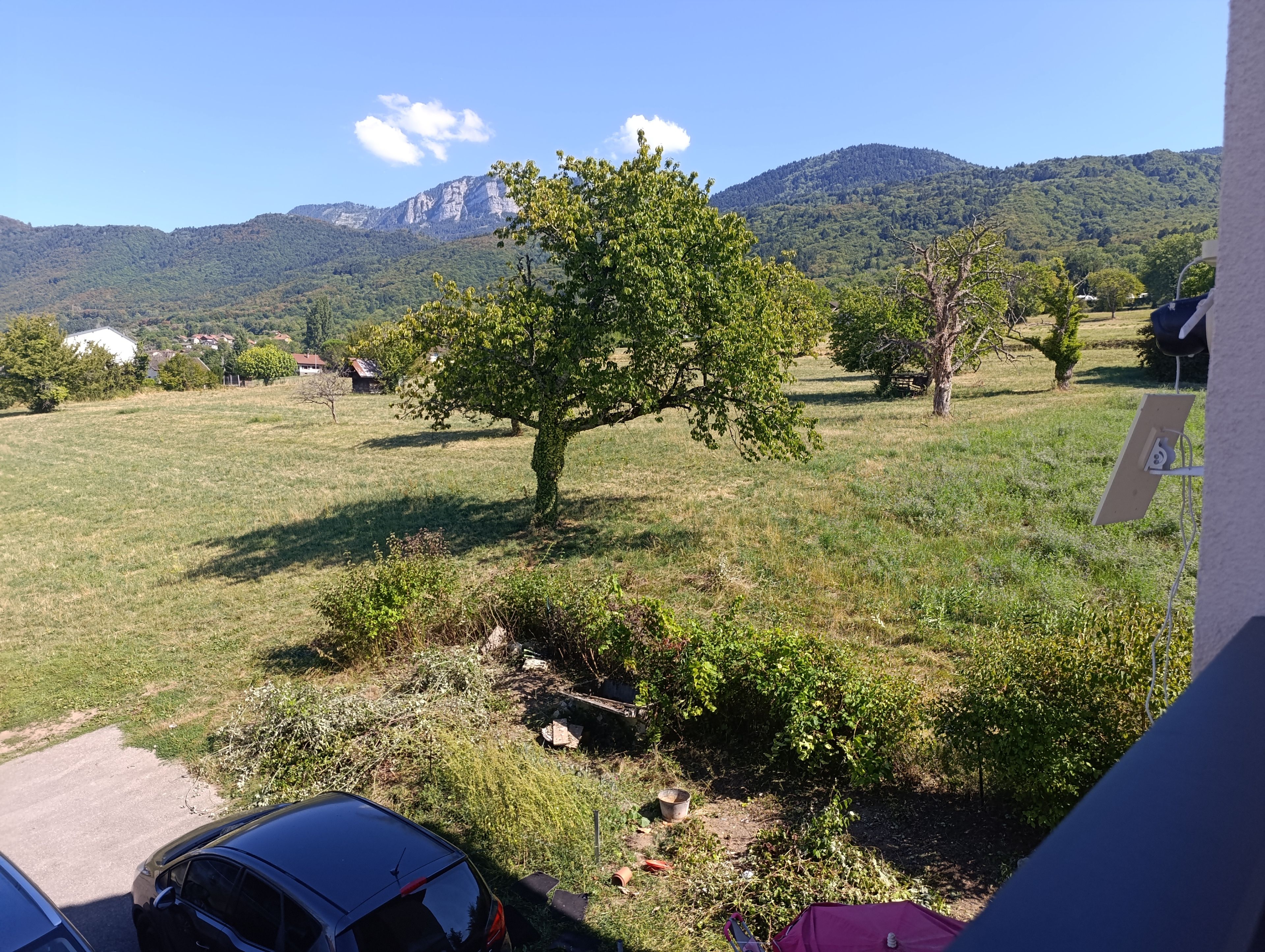 Un champ herbeux avec un arbre, une voiture garée et une montagne en arrière-plan.