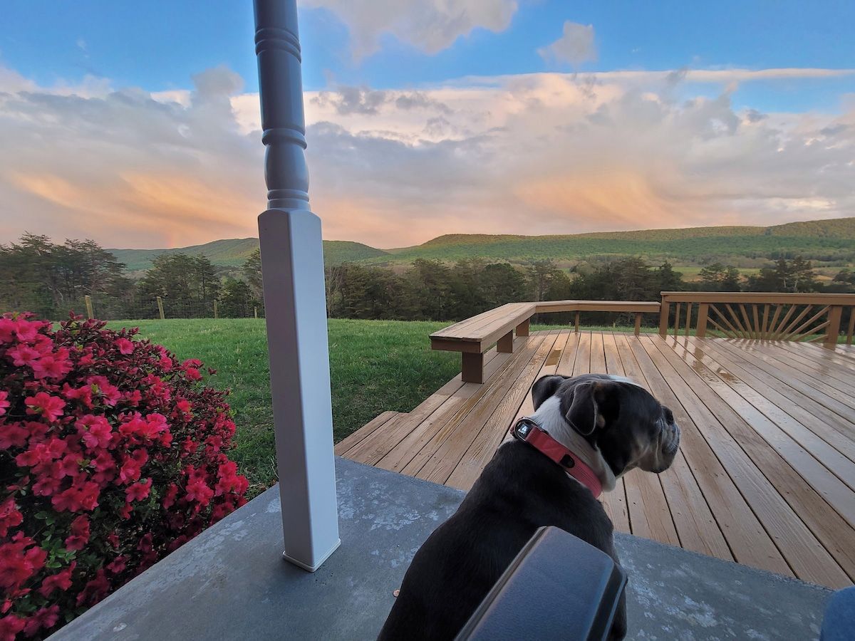 A dog on a deck overlooking a grassy area with a bench and a wooden railing.