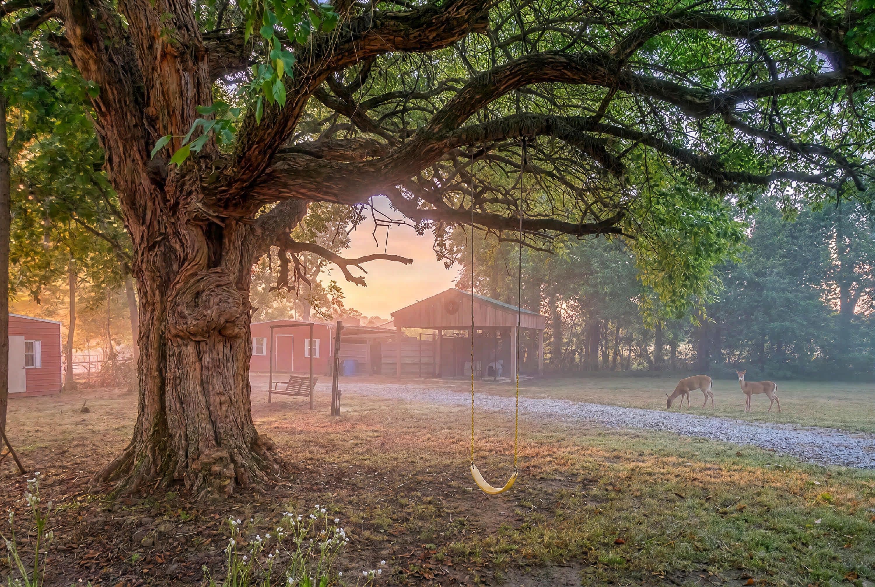 Ein rustikaler Schuppen mit einer Schaukel unter einem großen Baum.