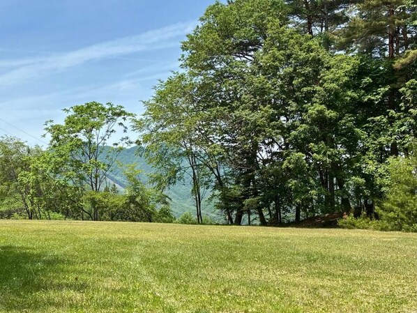 A grassy field with trees and a mountain in the background.