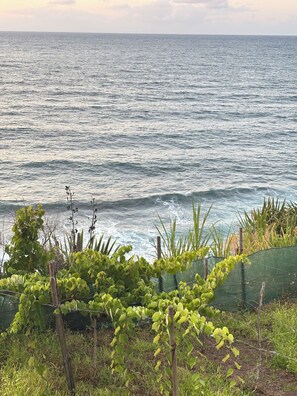 Un paysage côtier avec vue sur la mer, une végétation au premier plan et un ciel dégagé.