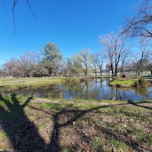 A park with a pond, trees, and a clear sky. - Cozy Cottage on a Working Flower Farm — Private Deck, Fire Pit, Near Sacramento (Loomis)