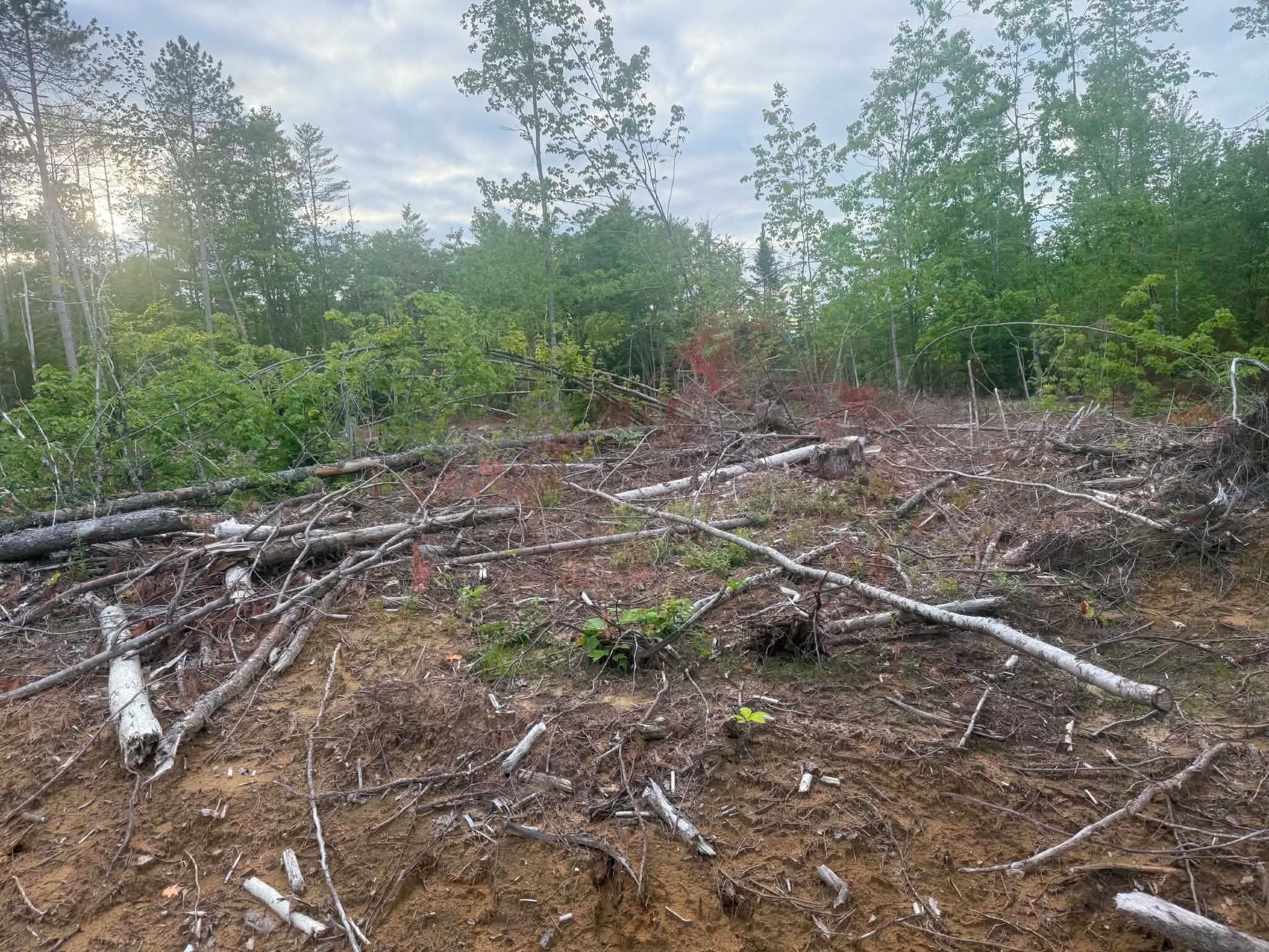Une zone boisée où l’on trouve des arbres et des branches tombés au sol.