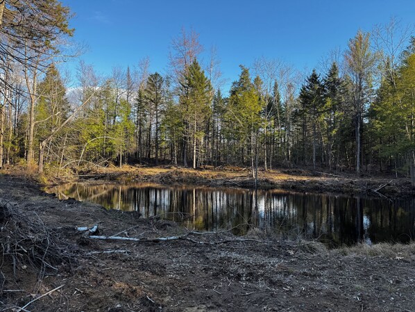 A natural landscape with a pond surrounded by trees and a dirt path.