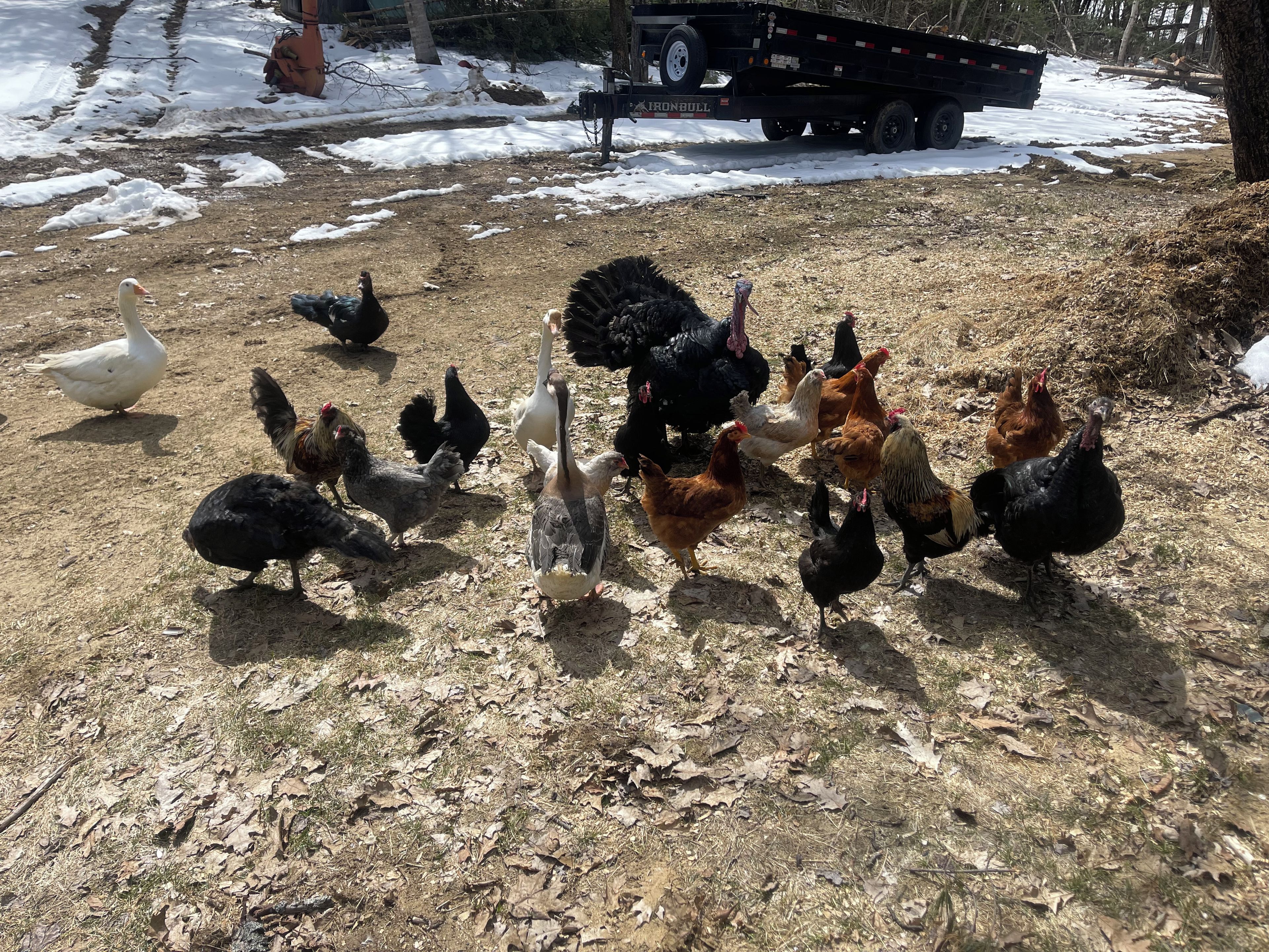 A group of chickens and ducks on a dirt ground with snow patches.
