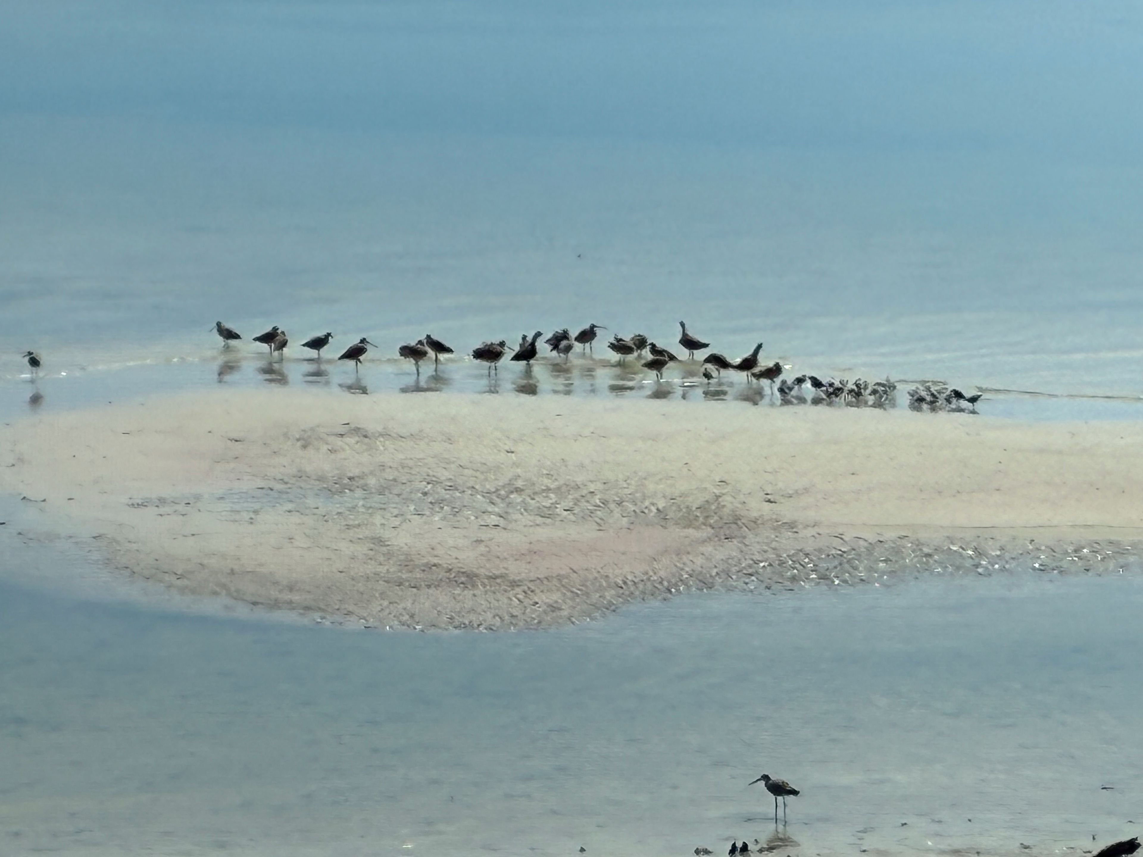 Une plage où des oiseaux se tiennent dans des eaux peu profondes.