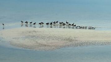 Une plage où des oiseaux se tiennent dans des eaux peu profondes.