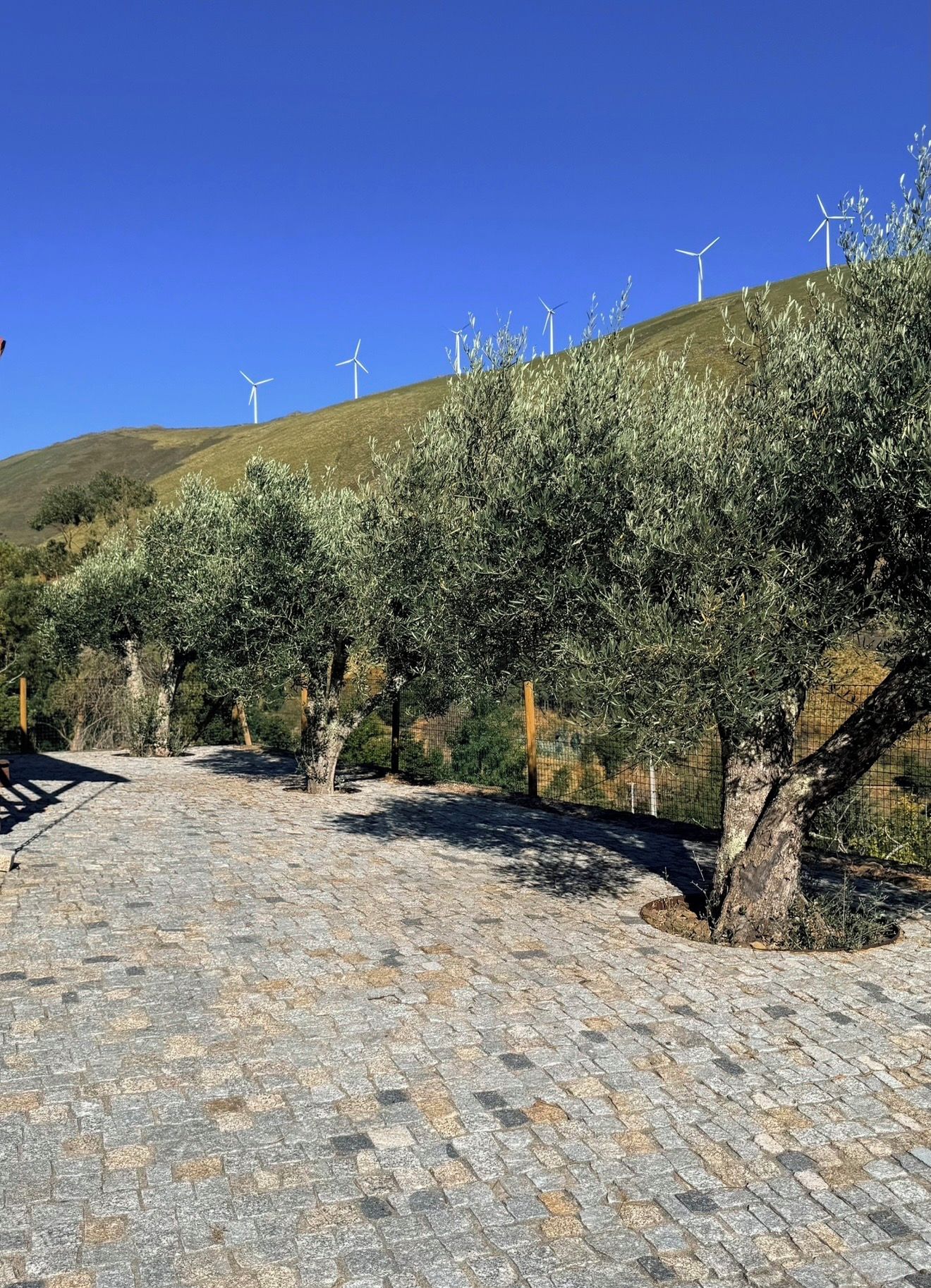 Un sendero pavimentado que atraviesa un olivar con aerogeneradores al fondo.