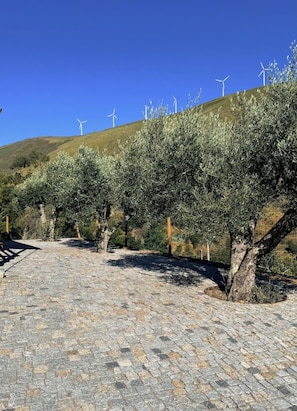 A paved pathway leading through an olive grove with wind turbines in the background.