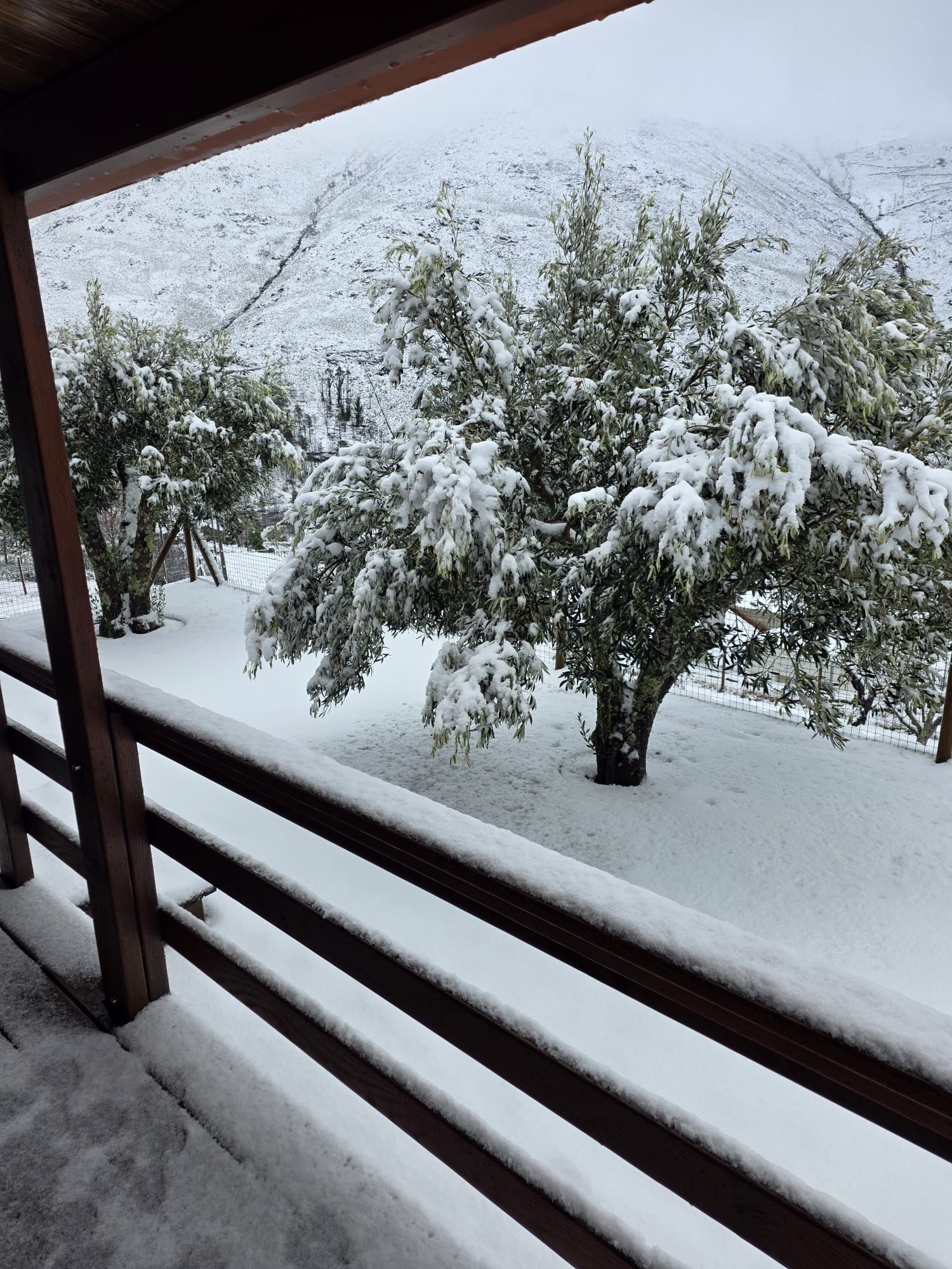 Un balcón cubierto de nieve con vistas a árboles cargados de nieve y una montaña al fondo.