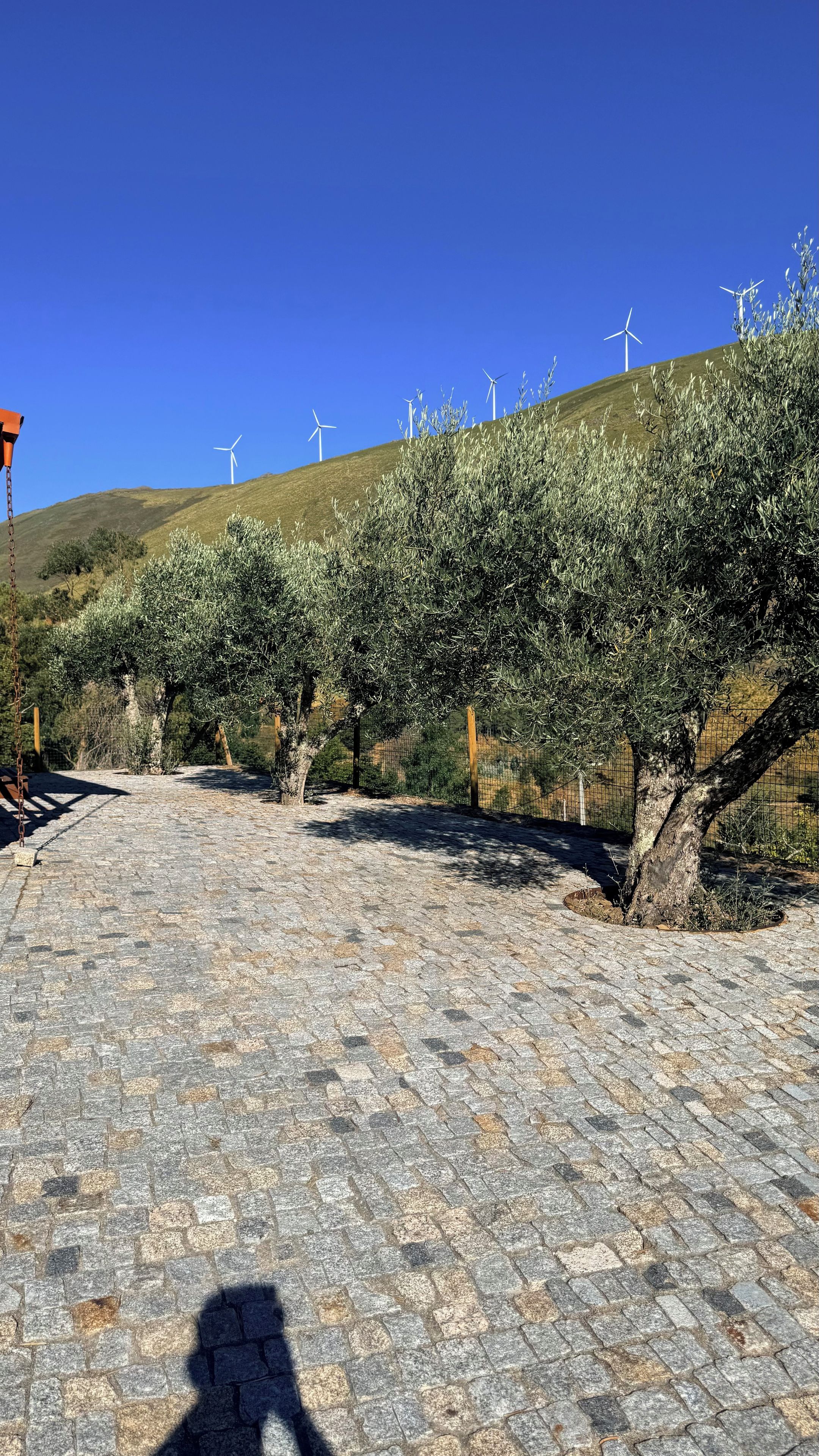 Un sentier pavé bordé d’oliviers, avec des éoliennes en arrière-plan.