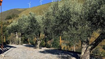 Un sentier pavé bordé d’oliviers, avec des éoliennes en arrière-plan.