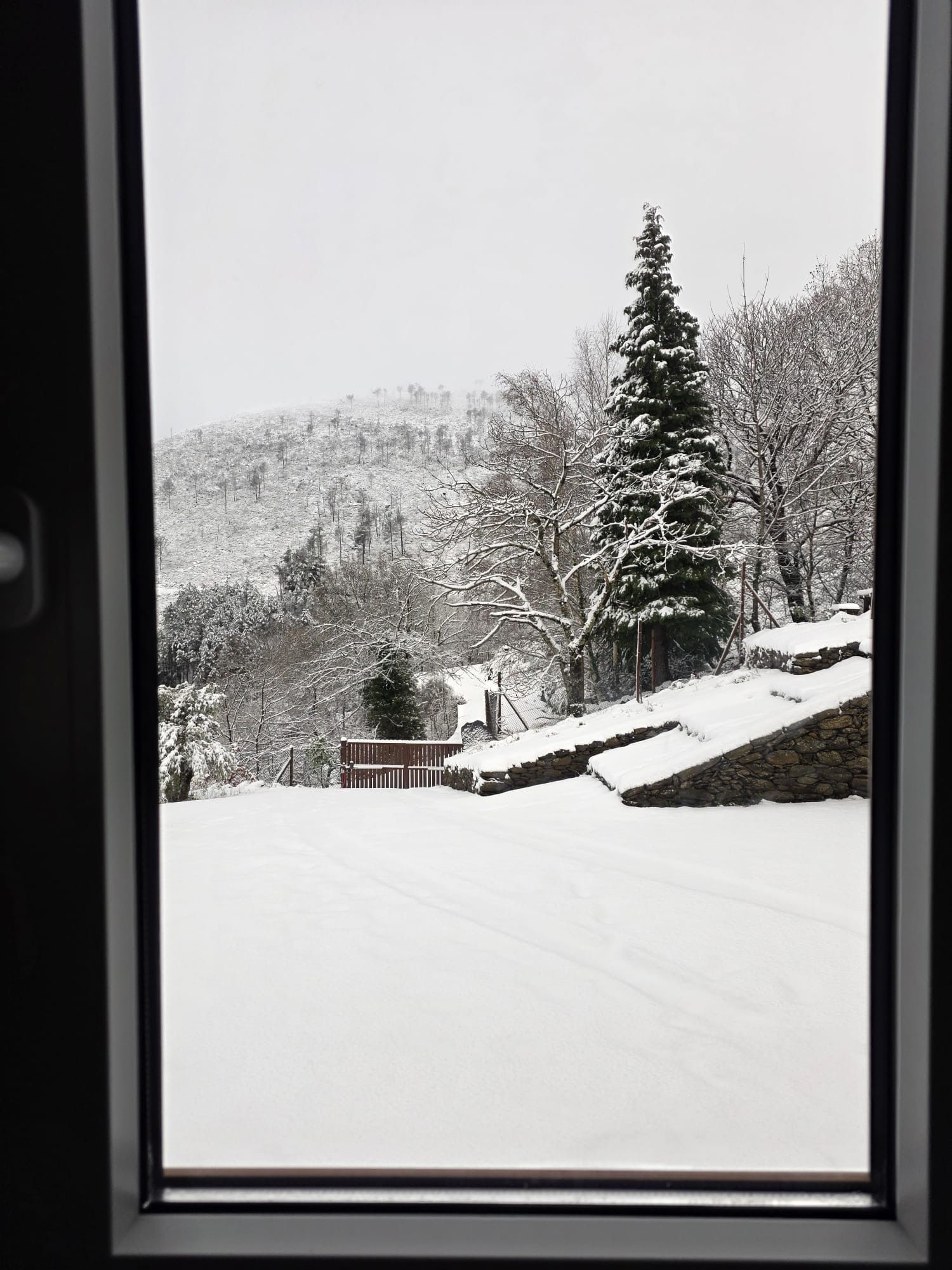 Schneebedeckte Landschaft mit einer hohen Nadelbaum und einer Steinmauer.