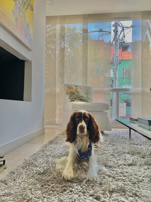 A dog sitting on a textured rug in a room with a large window, a painting on the wall, and a chair with a cushion. - Excelente ubicación y vista (Bogotá)