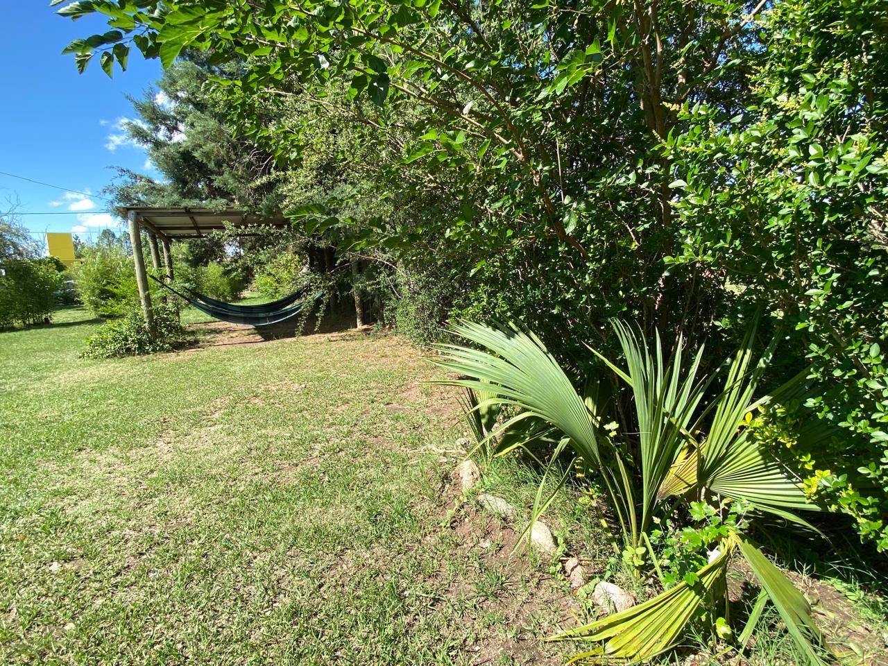 A grassy area with a hammock, trees, and a small palm plant.