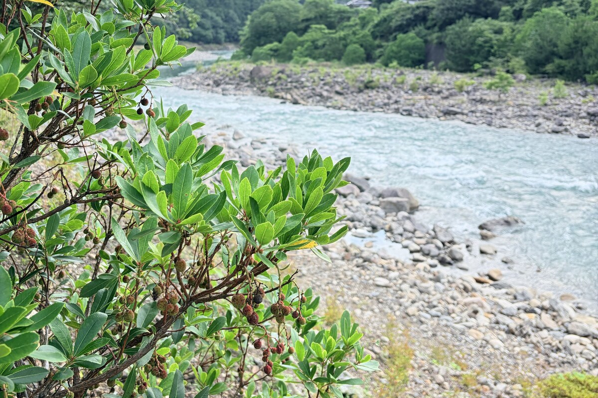 A river with a rocky riverbank and a forested hillside in the background.