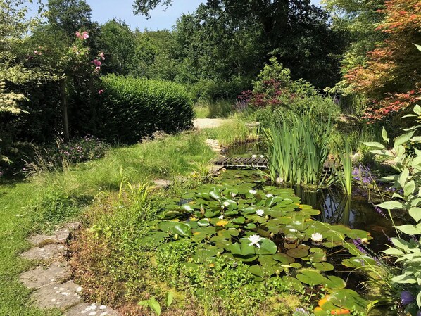 A garden with a pond, various plants, and a stone pathway.